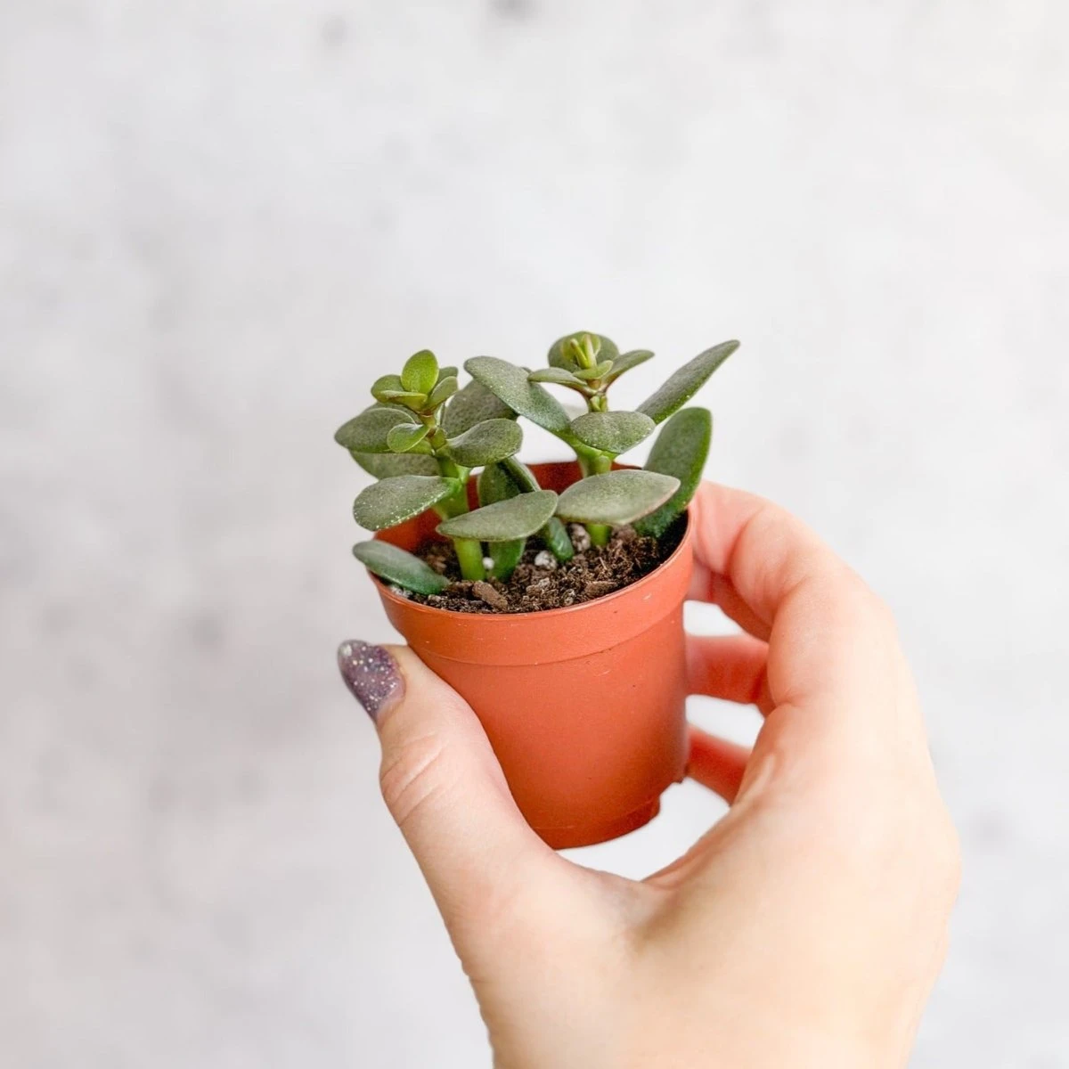 Jade Plant (Crassula Ovata) – Easy-Care Money Succulent 10 Jade Plant (Crassula Ovata) – Easy-Care Money Succulent - Image 9