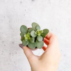 Jade Plant (Crassula Ovata) – Easy-Care Money Succulent 16 Jade Plant (Crassula Ovata) – Easy-Care Money Succulent -Eds Plant Shop crassula argentina jade plant 4 inch 570335