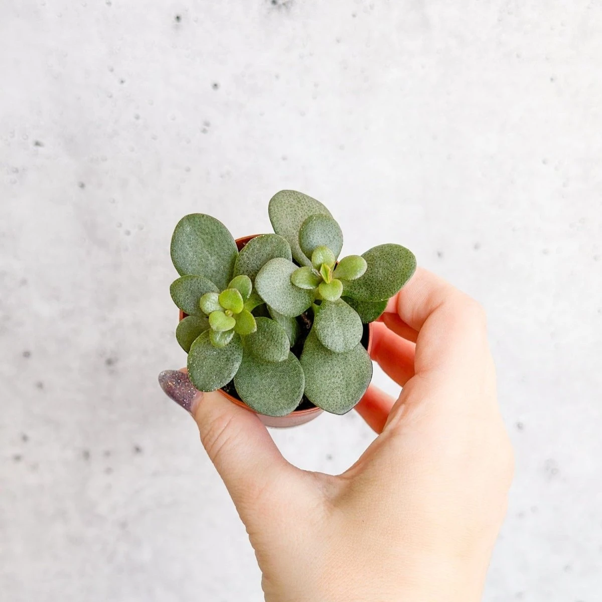 Jade Plant (Crassula Ovata) – Easy-Care Money Succulent 8 Jade Plant (Crassula Ovata) – Easy-Care Money Succulent - Image 7