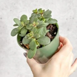 Jade Plant (Crassula Ovata) – Easy-Care Money Succulent 15 Jade Plant (Crassula Ovata) – Easy-Care Money Succulent -Eds Plant Shop crassula argentina jade plant 4 inch 589150