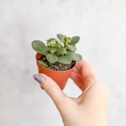 Jade Plant (Crassula Ovata) – Easy-Care Money Succulent 17 Jade Plant (Crassula Ovata) – Easy-Care Money Succulent -Eds Plant Shop crassula argentina jade plant 4 inch 869161