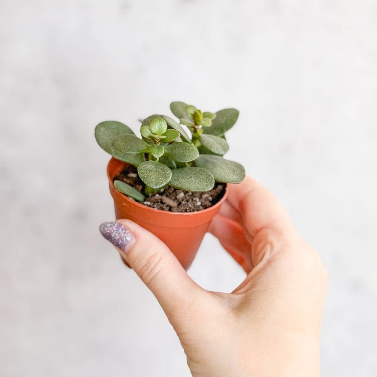 Jade Plant (Crassula Ovata) – Easy-Care Money Succulent 9 Jade Plant (Crassula Ovata) – Easy-Care Money Succulent - Image 8