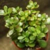 Crassula Ovata Obliqua 'California Red Tip' Jade Plant -Eds Plant Shop crassula ovata obliqua california red tip jade plant 4 inch 374374