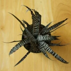 Cryptanthus Bivittatus 'Absolute Zero' -Eds Plant Shop cryptanthus bivittatus absolute zero 306063