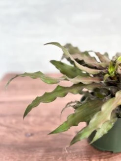 Cryptanthus Bivittatus 'Mochachino' - Mochachino Earth Star -Eds Plant Shop cryptanthus bivittatus mochachino mochachino earth star 977394