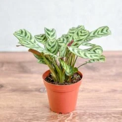 Ctenanthe Burle-Marxii ‘Fishbone Prayer Plant’ -Eds Plant Shop ctenanthe burle marxii fishbone prayer plant 333798