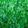 Dichondra Repens 'Emerald Falls' - Emerald Falls Dichondra 1 Dichondra Repens 'Emerald Falls' - Emerald Falls Dichondra -Eds Plant Shop dichondra repens emerald falls emerald falls dichondra 263605
