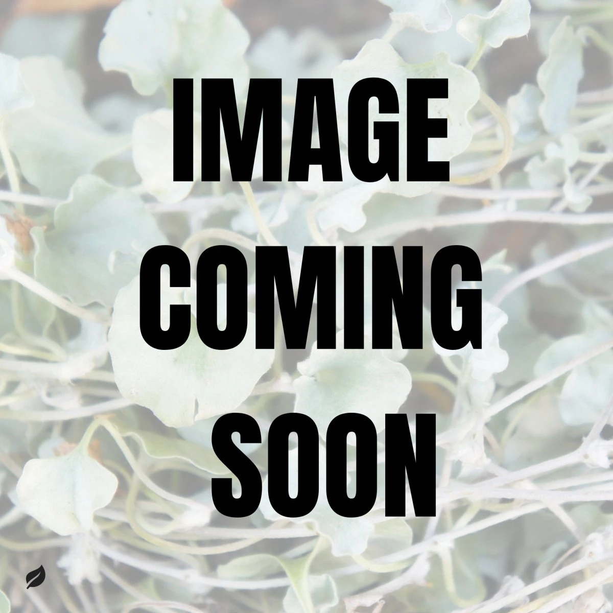 Dichondra Repens 'Emerald Falls' - Emerald Falls Dichondra 4 Dichondra Repens 'Emerald Falls' - Emerald Falls Dichondra - Image 2