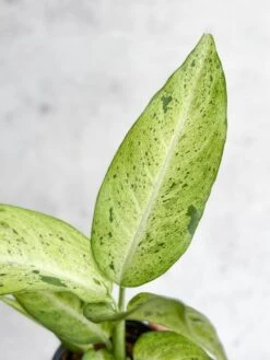 Dieffenbachia 'Camouflage' -Eds Plant Shop dieffenbachia camouflage 867980