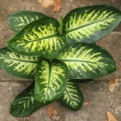 Dieffenbachia ‘Dumb Cane’ – Classic Variegated Dumb Cane -Eds Plant Shop dieffenbachia dumb cane classic variegated dumb cane 2847338