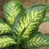 Dieffenbachia ‘Dumb Cane’ – Classic Variegated Dumb Cane -Eds Plant Shop dieffenbachia dumb cane classic variegated dumb cane 6591290