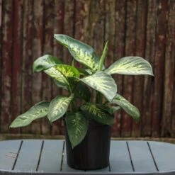 Dieffenbachia ‘Dumb Cane’ – Classic Variegated Dumb Cane -Eds Plant Shop dieffenbachia dumb cane classic variegated dumb cane 6700099