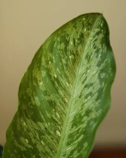 Dieffenbachia Maculata ‘White Etna’ -Eds Plant Shop dieffenbachia maculata white etna 2170788