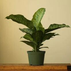 Dieffenbachia Maculata ‘White Etna’ -Eds Plant Shop dieffenbachia maculata white etna 2669529