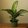 Dieffenbachia Maculata ‘White Etna’ -Eds Plant Shop dieffenbachia maculata white etna 3389179