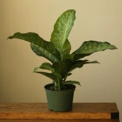 Dieffenbachia Maculata ‘White Etna’ -Eds Plant Shop dieffenbachia maculata white etna 5667894