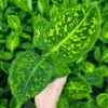 Dieffenbachia ‘Reflector’ – Reflector Dumb Cane -Eds Plant Shop dieffenbachia reflector reflector dumb cane 1170607
