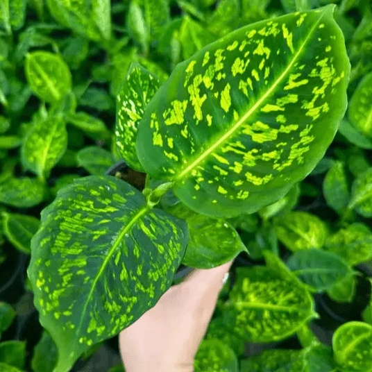 Dieffenbachia ‘Reflector’ – Reflector Dumb Cane 3 Dieffenbachia ‘Reflector’ – Reflector Dumb Cane