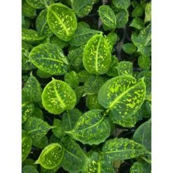 Dieffenbachia ‘Reflector’ – Reflector Dumb Cane 7 Dieffenbachia ‘Reflector’ – Reflector Dumb Cane -Eds Plant Shop dieffenbachia reflector reflector dumb cane 4203925