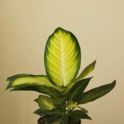 Dieffenbachia - ‘Tropic Marianne’ -Eds Plant Shop dieffenbachia tropic marianne 3687911