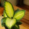 Dieffenbachia - ‘Tropic Marianne’