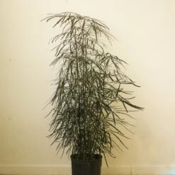 Dizygotheca Elegantissima 'False Aralia' -Eds Plant Shop dizygotheca elegantissima false aralia 645932