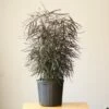 Dizygotheca Elegantissima 'False Aralia' Floor Plant -Eds Plant Shop dizygotheca elegantissima false aralia floor plant 819402
