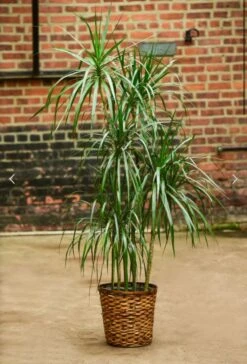 Dracena Marginata - Tarzan Tree -Eds Plant Shop dracena marginata tarzan tree 480220