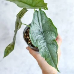 Dragon’s Breath Alocasia | Striking Silvery Foliage -Eds Plant Shop dragons breath alocasia 45 inch 262431