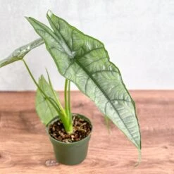 Dragon’s Breath Alocasia | Striking Silvery Foliage -Eds Plant Shop dragons breath alocasia 45 inch 497242