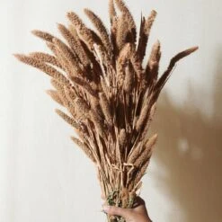Dried Flower Bundle: Coral Setarea 7 Dried Flower Bundle: Coral Setarea -Eds Plant Shop dried flower bundle coral setarea 386612