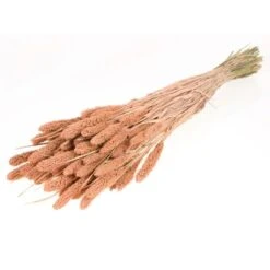 Dried Flower Bundle: Coral Setarea 9 Dried Flower Bundle: Coral Setarea -Eds Plant Shop dried flower bundle coral setarea 598231