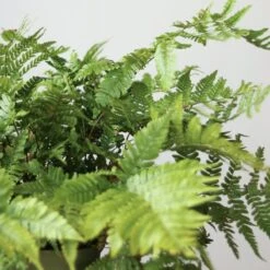 Dryopteris Erythrosora - Autumn Fern -Eds Plant Shop dryopteris erythrosora autumn fern various sizes 204777