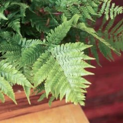 Dryopteris Erythrosora - Autumn Fern -Eds Plant Shop dryopteris erythrosora autumn fern various sizes 715885
