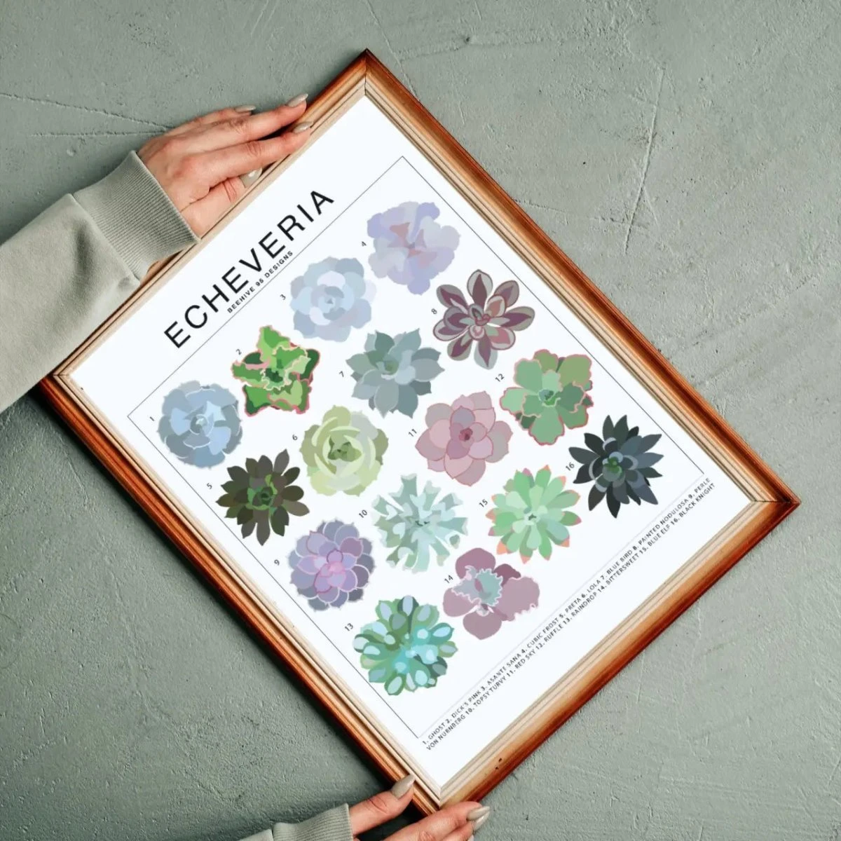 Echeveria Species ID Chart - Houseplant Succulent Art Print 4 Echeveria Species ID Chart - Houseplant Succulent Art Print - Image 2