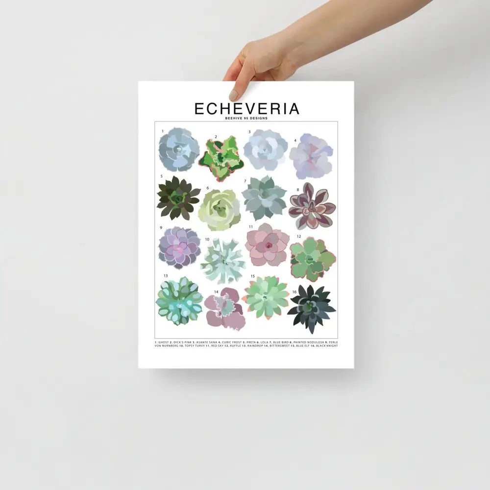 Echeveria Species ID Chart - Houseplant Succulent Art Print 3 Echeveria Species ID Chart - Houseplant Succulent Art Print