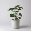 Eco-Friendly White Stone Planter Pot 4.75 Inch -Eds Plant Shop eco friendly white stone planter pot 475 inch 442355