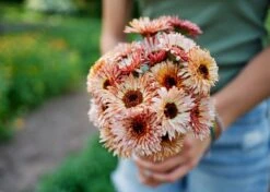 Edible Petals - Seed Collection -Eds Plant Shop edible petals seed collection 4454338