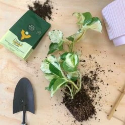 Enrich Powder - Houseplant Fertilizer By We The Wild (14 Oz) 11 Enrich Powder - Houseplant Fertilizer By We The Wild (14 Oz) -Eds Plant Shop enrich powder houseplant fertilizer by we the wild 14 oz 389502