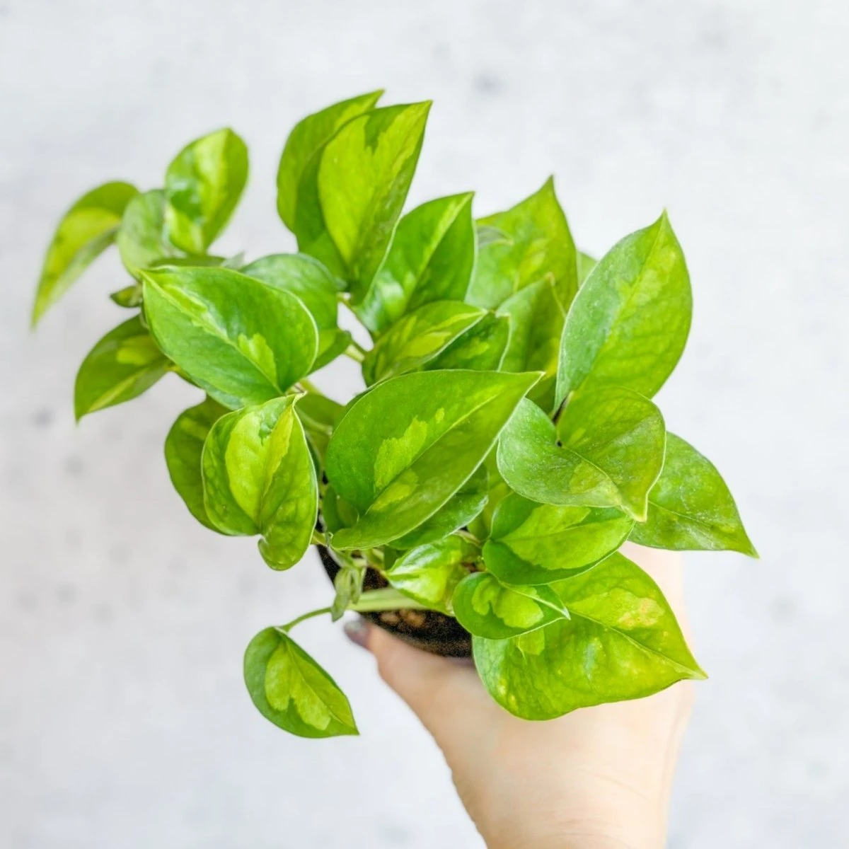 Epipremnum Aureum ‘Global Green’ - Global Green Pothos 7 Epipremnum Aureum ‘Global Green’ - Global Green Pothos - Image 5