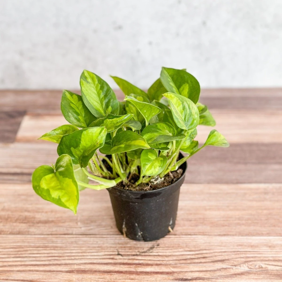 Epipremnum Aureum ‘Global Green’ - Global Green Pothos 6 Epipremnum Aureum ‘Global Green’ - Global Green Pothos - Image 4