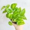 Epipremnum Aureum ‘Global Green’ - Global Green Pothos 2 Epipremnum Aureum ‘Global Green’ - Global Green Pothos -Eds Plant Shop epipremnum aureum global green global green pothos various sizes 801412