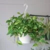 Epipremnum Aureum 'Golden Pothos' Hanging Basket -Eds Plant Shop epipremnum aureum golden pothos hanging basket various sizes 174326