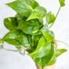 Epipremnum Aureum 'Golden Pothos' -Eds Plant Shop epipremnum aureum golden pothos various sizes 307001