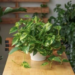 Epipremnum Aureum 'Golden Pothos' -Eds Plant Shop epipremnum aureum golden pothos various sizes 781757