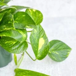 Epipremnum Aureum 'Golden Pothos' -Eds Plant Shop epipremnum aureum golden pothos various sizes 954497