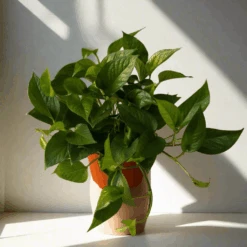 Epipremnum Aureum 'Jade Pothos' 19 Epipremnum Aureum 'Jade Pothos' -Eds Plant Shop epipremnum aureum jade pothos 431748