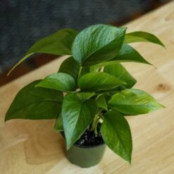 Epipremnum Aureum 'Jade Pothos' 18 Epipremnum Aureum 'Jade Pothos' -Eds Plant Shop epipremnum aureum jade pothos 891953