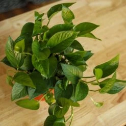 Epipremnum Aureum 'Jade Pothos' 15 Epipremnum Aureum 'Jade Pothos' -Eds Plant Shop epipremnum aureum jade pothos 937313