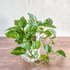 Epipremnum Aureum 'Lizard Queen' - Lizard Queen Pothos Hanging Basket 8 Epipremnum Aureum 'Lizard Queen' - Lizard Queen Pothos Hanging Basket -Eds Plant Shop epipremnum aureum lizard queen lizard queen pothos hanging basket 473833